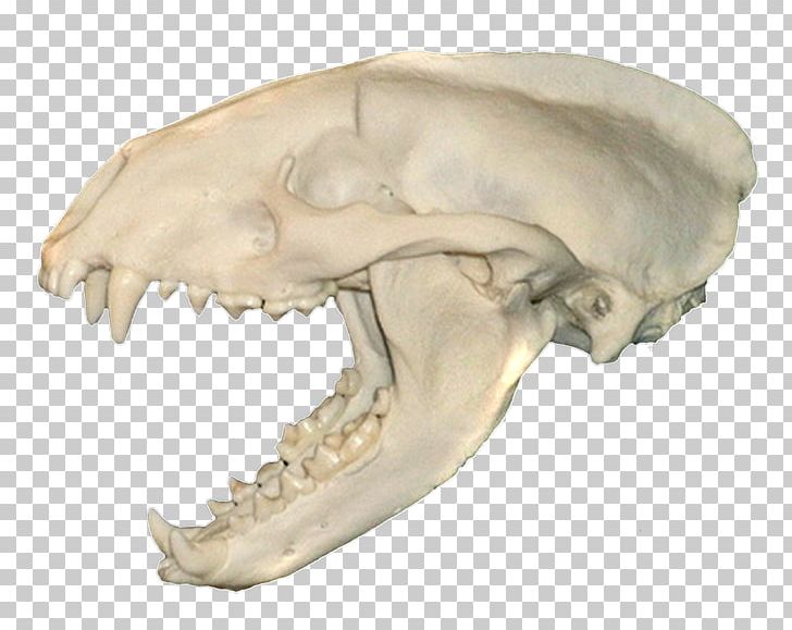 Snout Jaw Mouth 0 Skull PNG, Clipart, 2012, Bone, Fantasy, Head, Jaw Free PNG Download