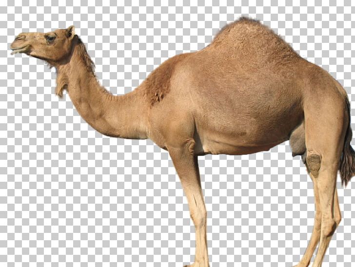Bactrian Camel Zazzle PNG, Clipart, Animals, Arabian Camel, Bactrian Camel, Camel, Camel Like Mammal Free PNG Download