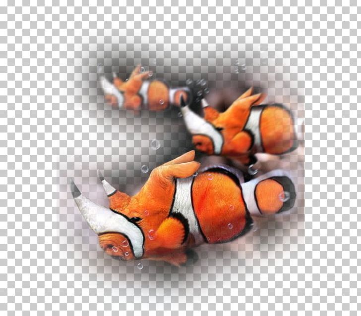 Cruelty To Animals Photography PNG, Clipart, Animal, Authorstream, Clownfish, Computer Wallpaper, Cruelty To Animals Free PNG Download