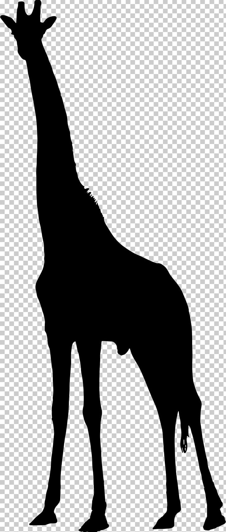 Silhouette PNG, Clipart, Animals, Black And White, Download, Fauna, Giraffe Free PNG Download