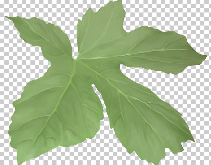Яндекс.Фотки Yandex Photography Paper PNG, Clipart, Annual Plant, Deviantart, Grape Leaves, Herb, Leaf Free PNG Download
