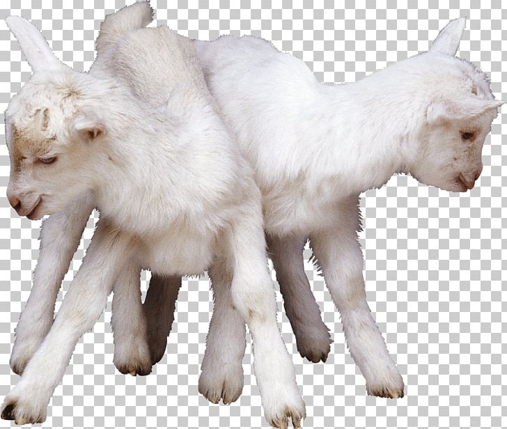 China Halal Sheep Goat Lamb And Mutton PNG, Clipart, Alibaba Group, Animal Figure, Beef, China, Cow Goat Family Free PNG Download