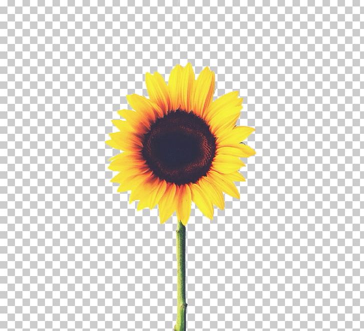 Common Sunflower Plant Yellow PNG, Clipart, Asterales, Bright, Closed, Common Sunflower, Daisy Family Free PNG Download