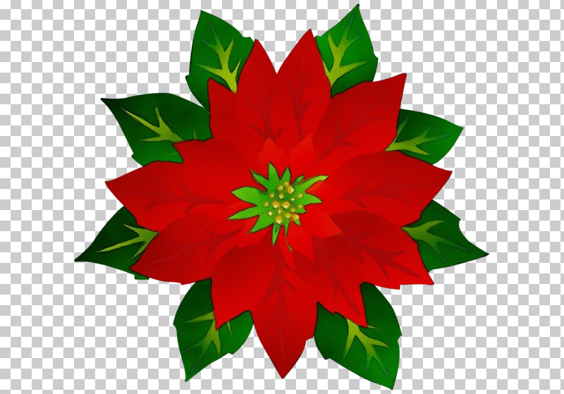 Holly PNG, Clipart, Flower, Holly, Leaf, Paint, Petal Free PNG Download