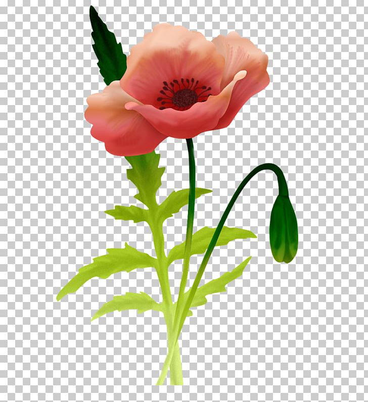 Common Poppy Desktop PNG, Clipart, Anemone, Annual Plant, Bud, Computer Icons, Coquelicot Free PNG Download
