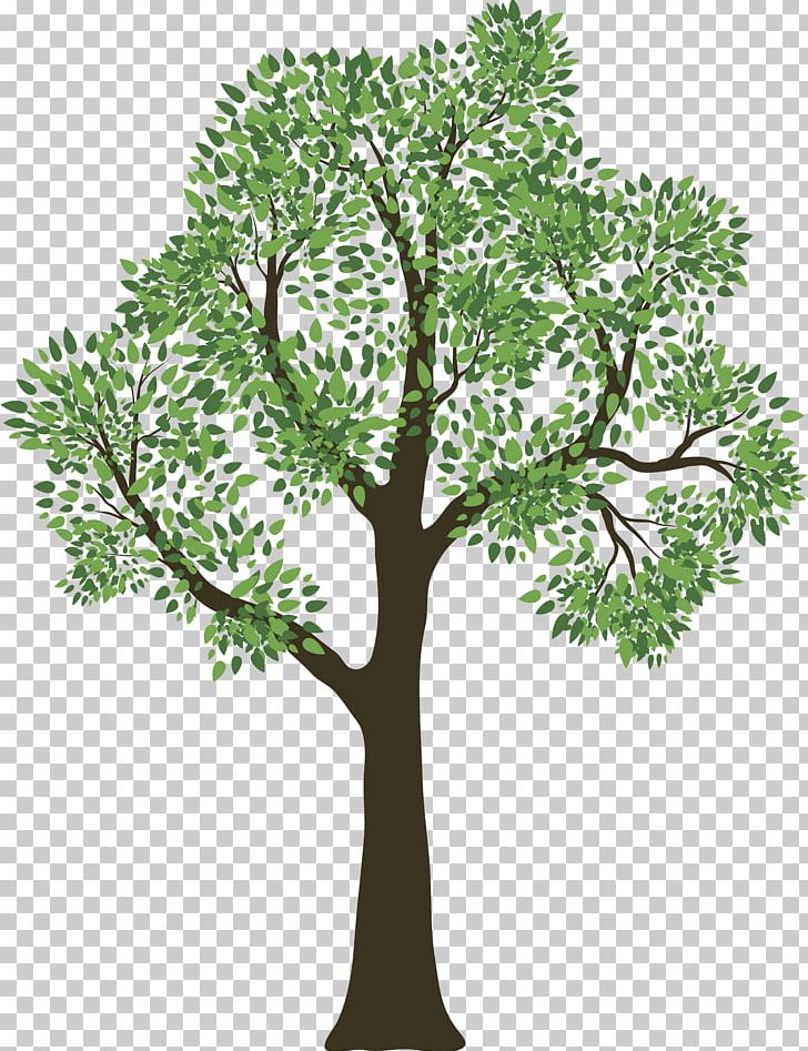Family Tree Genealogy Child PNG, Clipart, Adoption, Ancestor, Branch, Child, Family Free PNG Download