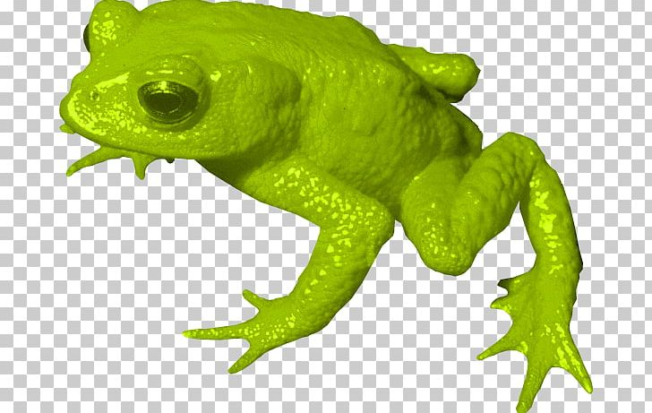 Golden Toad True Frog Tree Frog PNG, Clipart, Amphibian, Animal, Animal Figure, Extinction, Fauna Free PNG Download