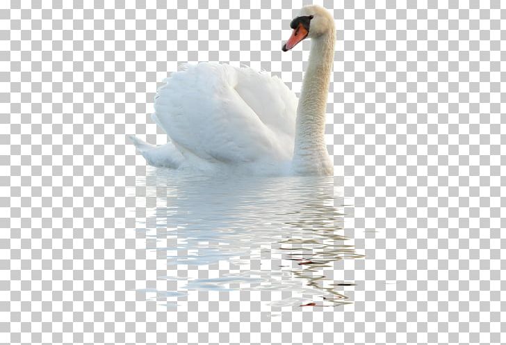 Swan PNG, Clipart, Swan Free PNG Download