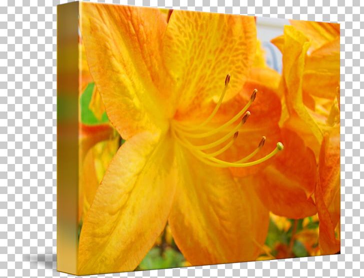 Close-up PNG, Clipart, Closeup, Daylily, Flower, Orange, Others Free PNG Download