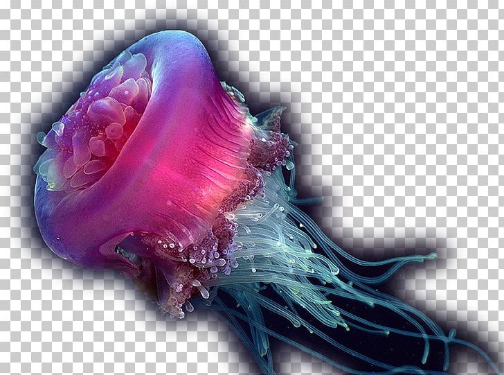 Jellyfish Deep Sea Creature Ocean PNG, Clipart, Animal, Aquatic Animal, Assets, Computer Wallpaper, Deep Sea Free PNG Download