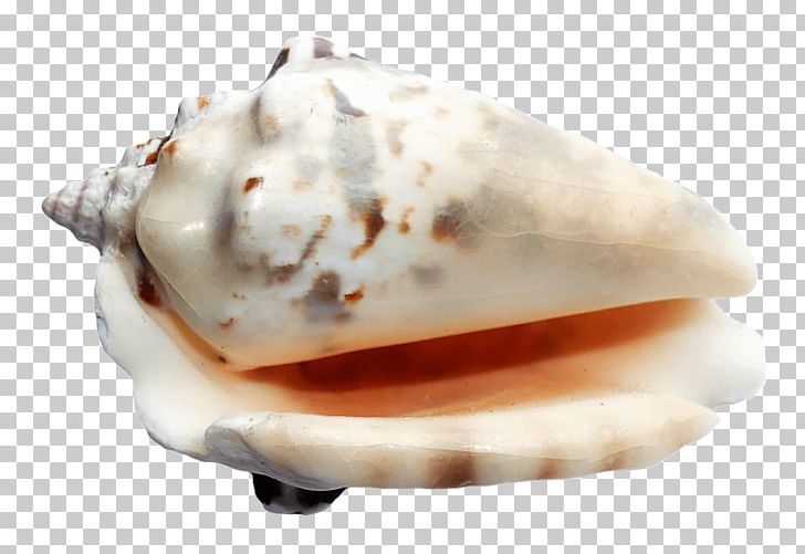 Seashell Transparency And Translucency PNG, Clipart, Animals, Clams Oysters Mussels And Scallops, Conch, Digital Image, Flavor Free PNG Download