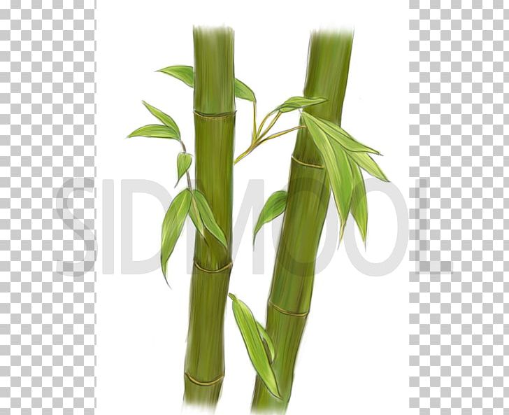 Tropical Woody Bamboos Bambusa Vulgaris Bambusa Textilis Water Extract PNG, Clipart, Acephala Group, Bamboo, Bambusa, Bambusa Vulgaris, Brassica Oleracea Free PNG Download