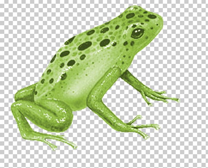 True Frog Blue Poison Dart Frog Ranas/Frogs PNG, Clipart, Amphibian, Animal, Animals, Blue Poison Dart Frog, Bullfrog Free PNG Download