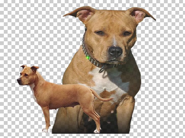 American Staffordshire Terrier Dog Breed American Pit Bull Terrier Staffordshire Bull Terrier PNG, Clipart, 2016 Dutch Tt, American Pit Bull Terrier, American Staffordshire Terrier, Brown, Bull Terrier Free PNG Download