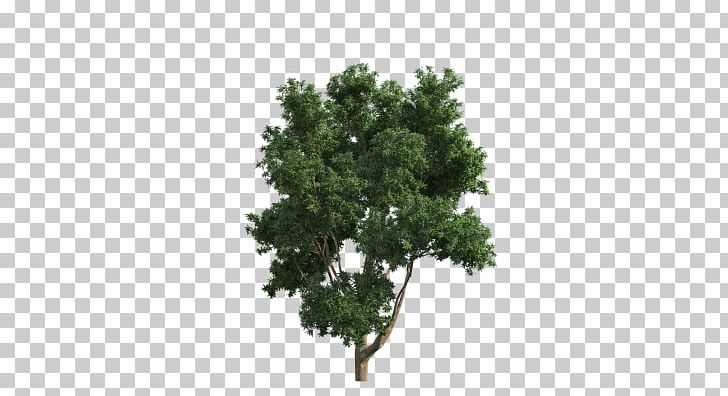 Branch Green Tree PNG, Clipart, Branch, Evergreen, Facade, Fukei, Green Free PNG Download