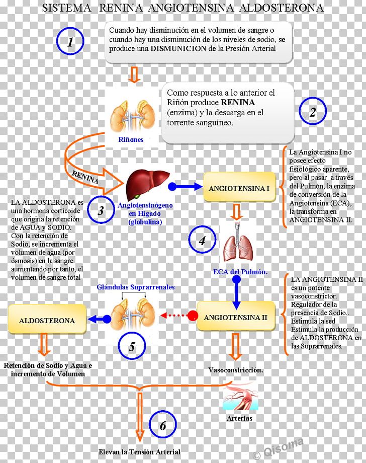Renin–angiotensin System Medicine Health PNG, Clipart, Aldosterone, Angiotensin, Area, Brand, Circulatory System Free PNG Download