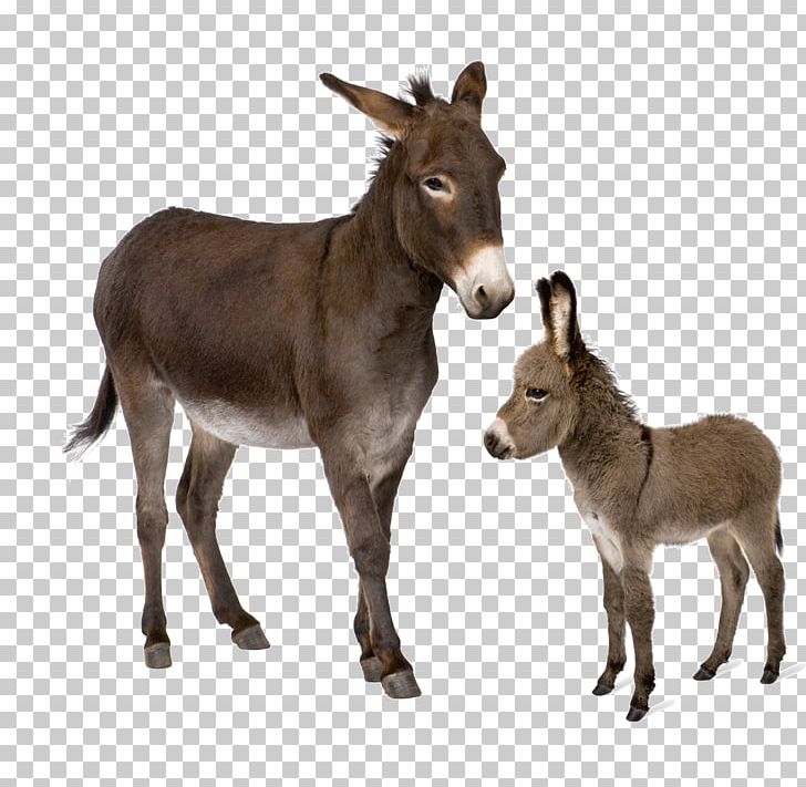 Donkey Horse Stock Photography Desktop PNG, Clipart, Animal, Depositphotos, Desktop Wallpaper, Donkey, Download Free PNG Download