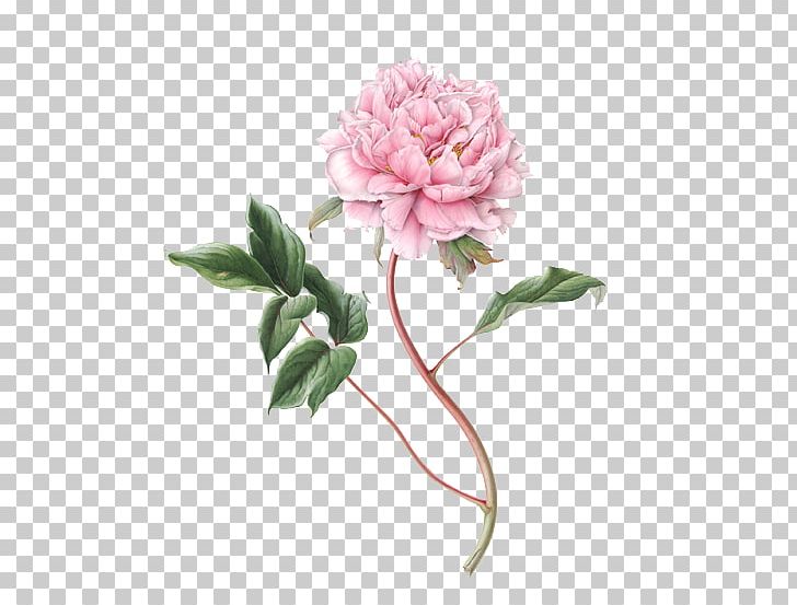Flower Botanical Illustration Drawing Botany Illustration PNG, Clipart, Artificial Flower, Botanical Illustrator, Color, Dahlia, Floral Design Free PNG Download