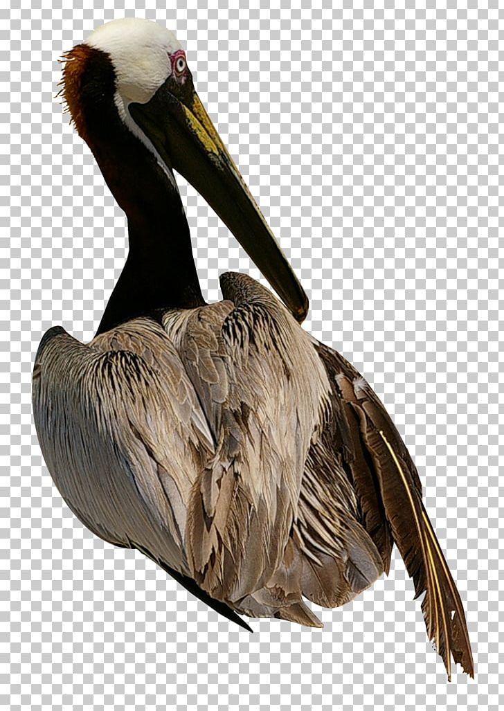 Pelican Bird Cygnini Domestic Goose PNG, Clipart, Animal, Animals, Beak, Bird, Canadian Goose Free PNG Download