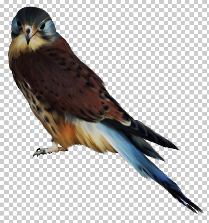 Bird Of Prey Owl Hawk Accipitriformes PNG, Clipart, 11 Birds, Accipitriformes, Animals, Beak, Bird Free PNG Download