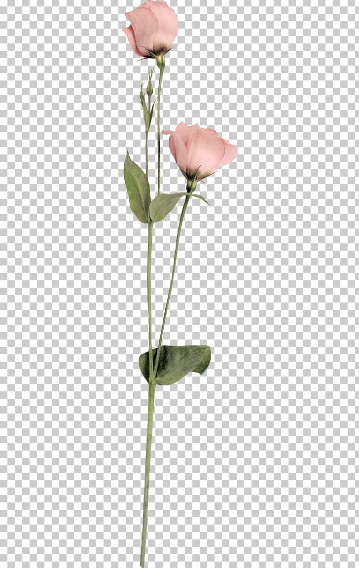 Cut Flowers Petal Photography PNG, Clipart, Beach Rose, Beautiful Rose, Bud, Creative Work, Cut Flowers Free PNG Download