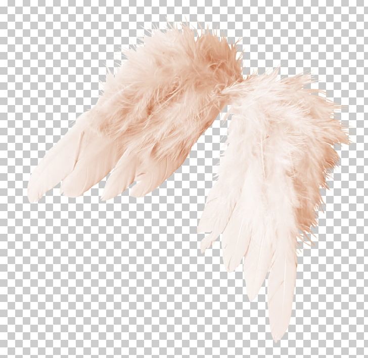 feather wing clipart
