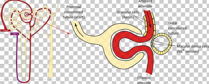 Macula Densa Proximal Tubule Distal Convoluted Tubule Nephron Kidney PNG, Clipart, Afferent Arterioles, Area, Cell, Distal Convoluted Tubule, Ear Free PNG Download