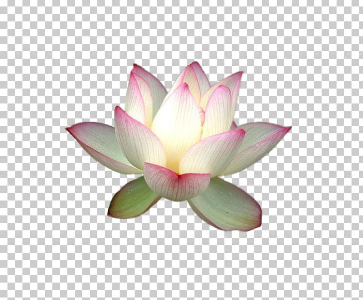 Nelumbo Nucifera Yoga Ayurveda PNG, Clipart, Aquatic Plant, Email, Flower, Ganzheitlichkeit, Golden Lotus Free PNG Download