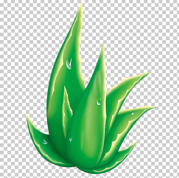 Aloe Striata Raster Graphics PNG, Clipart, Advertising, Aloe, Aloe Plant, Aloe Striata, Aloe Vera Free PNG Download