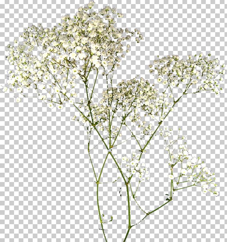 Cut Flowers Floral Design PNG, Clipart, Anthriscus, Branch, Cow Parsley, Cut Flowers, Flora Free PNG Download