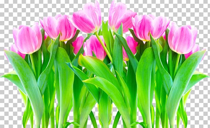 Flower Tulip Allah Petal Desktop PNG, Clipart, Advertising, Allah, Artikel, Canvas, Cut Flowers Free PNG Download
