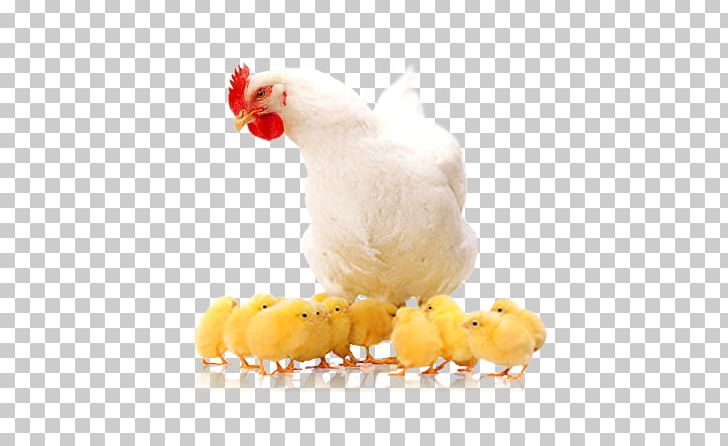 Fried Chicken Broiler Roast Chicken Fried Rice PNG, Clipart, Animals, Beak, Bird, Broiler, Chicken Free PNG Download