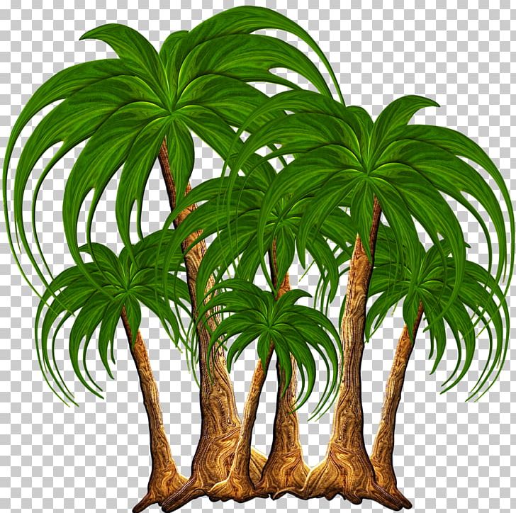 Tree Nature PNG, Clipart, Arecales, Clip Art, Coconut, Color, Date Palm Free PNG Download