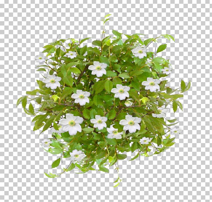 Tree Shrub Branch PNG, Clipart, Annual Plant, Branch, Clip Art, Digital Image, Fir Free PNG Download