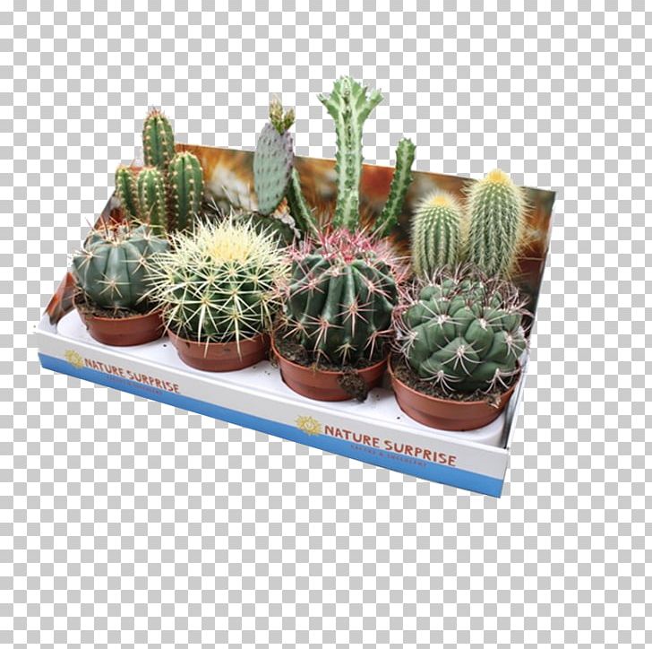 Citroën Cactus M Flowerpot Houseplant PNG, Clipart, Cactus, Caryophyllales, Flowering Plant, Flowerpot, Houseplant Free PNG Download