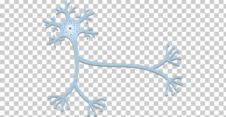 Neuron Nervous System Axon Nerve Cell PNG, Clipart, Anatomy, Axon, Axon Terminal, Branch, Cell Free PNG Download