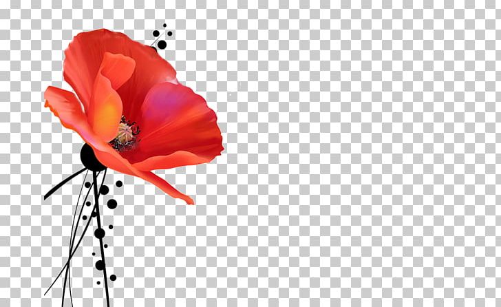 Poppy God Quran Happiness Holy Of Holies PNG, Clipart, Bible, Computer Wallpaper, Coquelicot, Fleur, Flower Free PNG Download