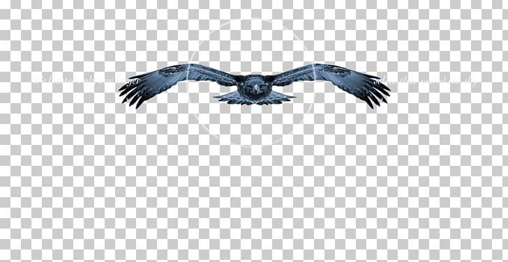 Eagle Beak Feather PNG, Clipart, Beak, Bird, Bird Of Prey, Burning Man, Eagle Free PNG Download