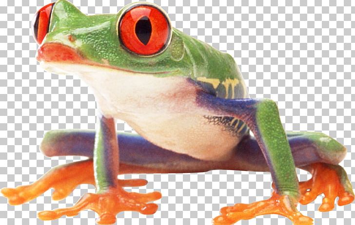 Frog Amphibian PNG, Clipart, Agalychnis, Amphibian, Animals, Computer Icons, Display Resolution Free PNG Download