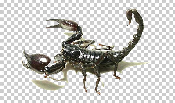Scorpion Insect PNG, Clipart, Arthropod, Background Black, Black, Black Background, Black Board Free PNG Download
