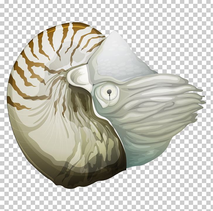 Chambered Nautilus Illustration PNG, Clipart, Aquatic Creature, Art, Cartoon Conch, Cartoon Fish, Chambered Nautilus Free PNG Download