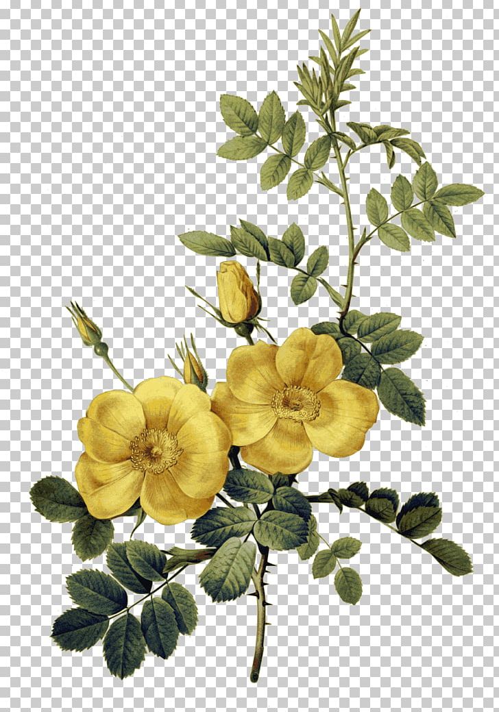 Flowers Choix Des Plus Belles Fleurs Rose Art PNG, Clipart, Art, Artist, Art Museum, Botanical Illustration, Branch Free PNG Download