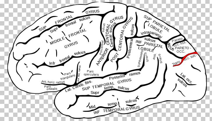 Superior Temporal Gyrus Superior Temporal Sulcus Middle Temporal Gyrus Lobes Of The Brain PNG, Clipart, Area, Artwork, Hand, Head, Human Body Free PNG Download