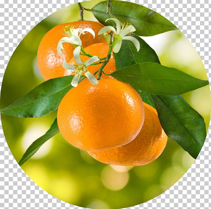Tangerine Mandarin Orange Stock Photography Clementine PNG, Clipart, Bitter Orange, Citrus, Clementine, Depositphotos, Essential Oil Free PNG Download