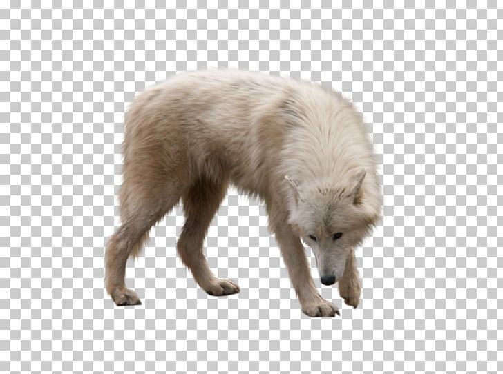 Dog Arctic Wolf Arctic Fox PNG, Clipart, Animal, Animals, Arctic, Arctic Fox, Arctic Wolf Free PNG Download
