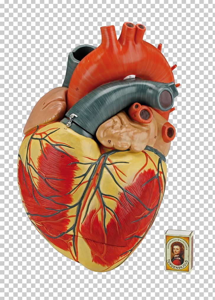 Heart Anatomy Biology Torso Dissection PNG, Clipart, Anatomy, Atrium, Biology, Catalog, Chicken Free PNG Download
