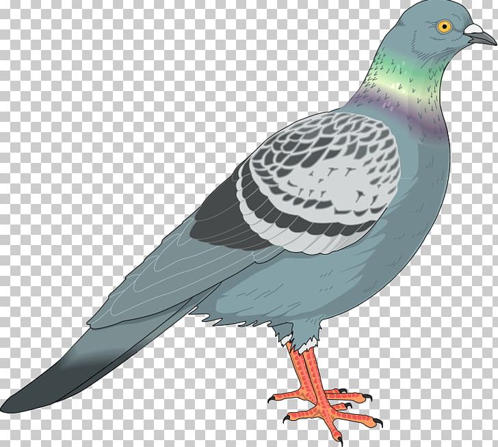 Homing Pigeon Columbidae English Carrier Pigeon Graphics PNG, Clipart, Beak, Bird, Bird Flight, Columbidae, Columbiformes Free PNG Download