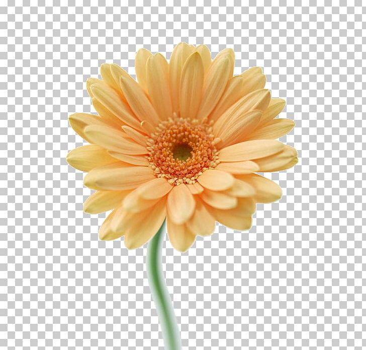 Transvaal Daisy Cut Flowers Floral Design Tulip PNG, Clipart, Annual Plant, Asterales, Chrysanths, Color, Common Daisy Free PNG Download
