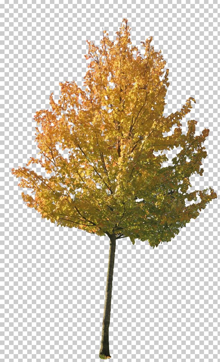 Tree Autumn Maple PNG, Clipart, Autumn, Autumn Leaf Color, Branch, Conifer, Deciduous Free PNG Download