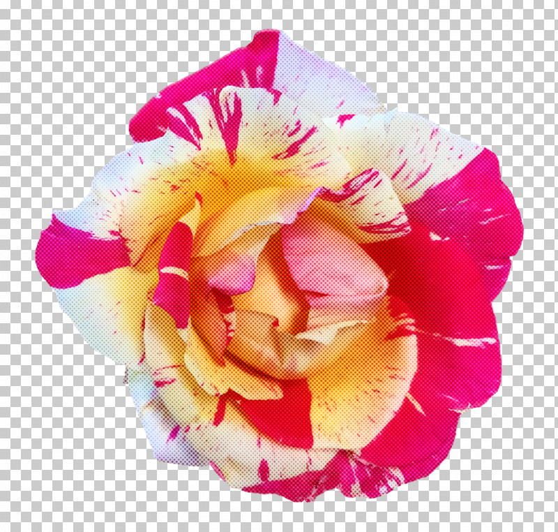 Garden Roses PNG, Clipart, Cabbage Rose, Color, Cut Flowers, Floral Design, Floribunda Free PNG Download